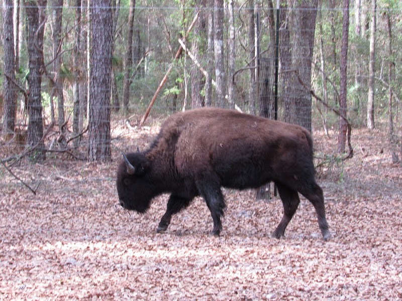 Suwannee River Ranch - Photo 2