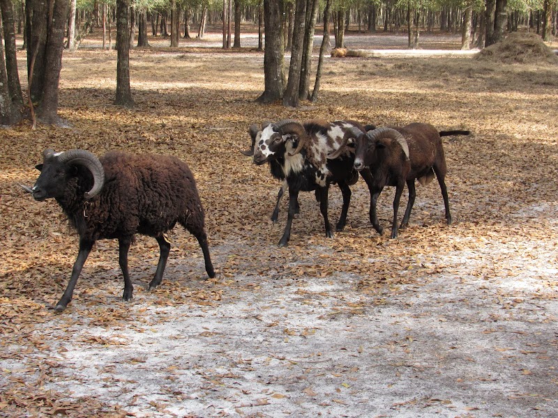 Suwannee River Ranch - Photo 4
