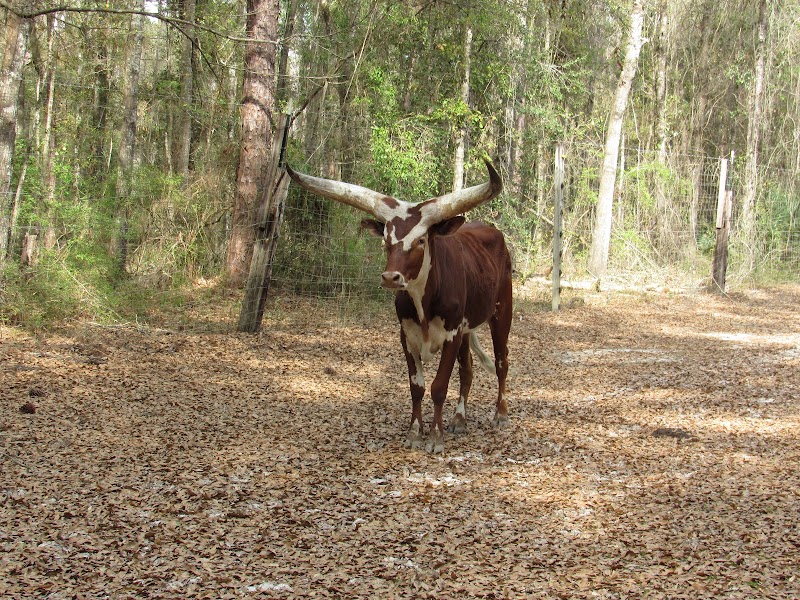 Suwannee River Ranch - Photo 6