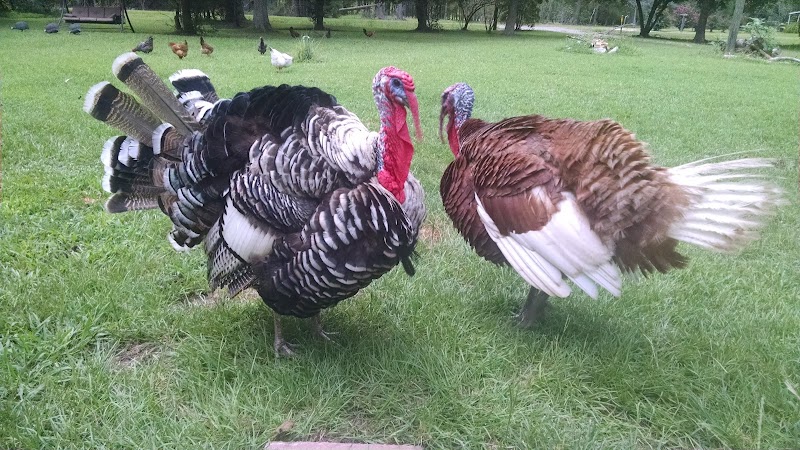 Low Country Hunting Lodge - Photo 2