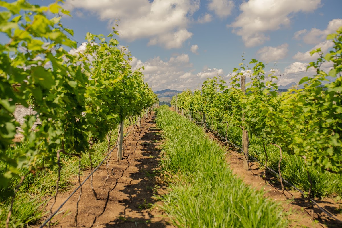 Vinícola TERRABENTA