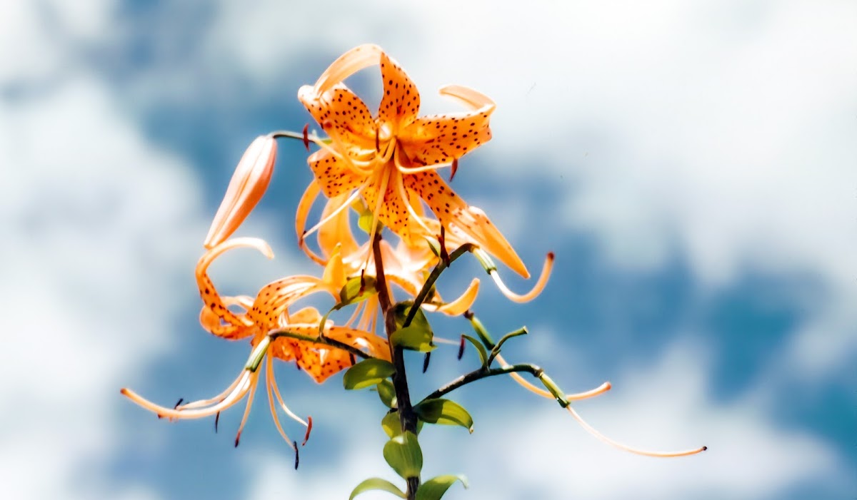 Austin Flower Delivery: Google Places image 4