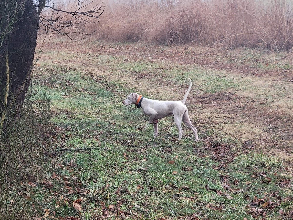 Mason Branch Hunting Preserve