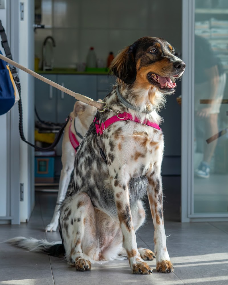 ASSISVET | Clínica Veterinaria en Castellón