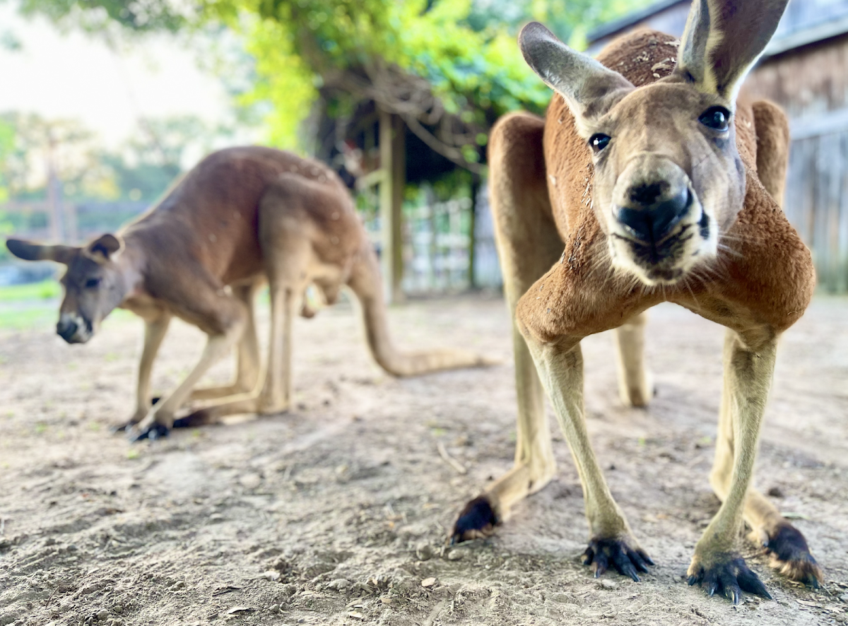 Wild Acres Hands-on Animal Experience - Reservation Required