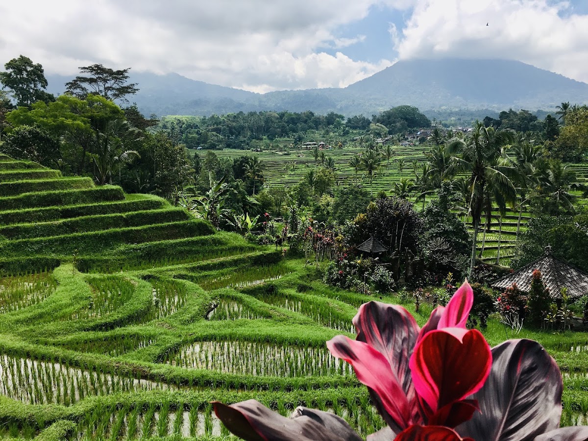 Jatiluwih Rice Terraces