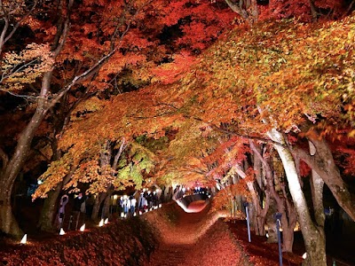 Lake Kawaguchi Maple Corridor