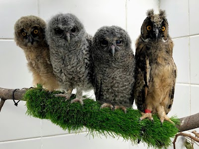 בית החולים לחיות בר