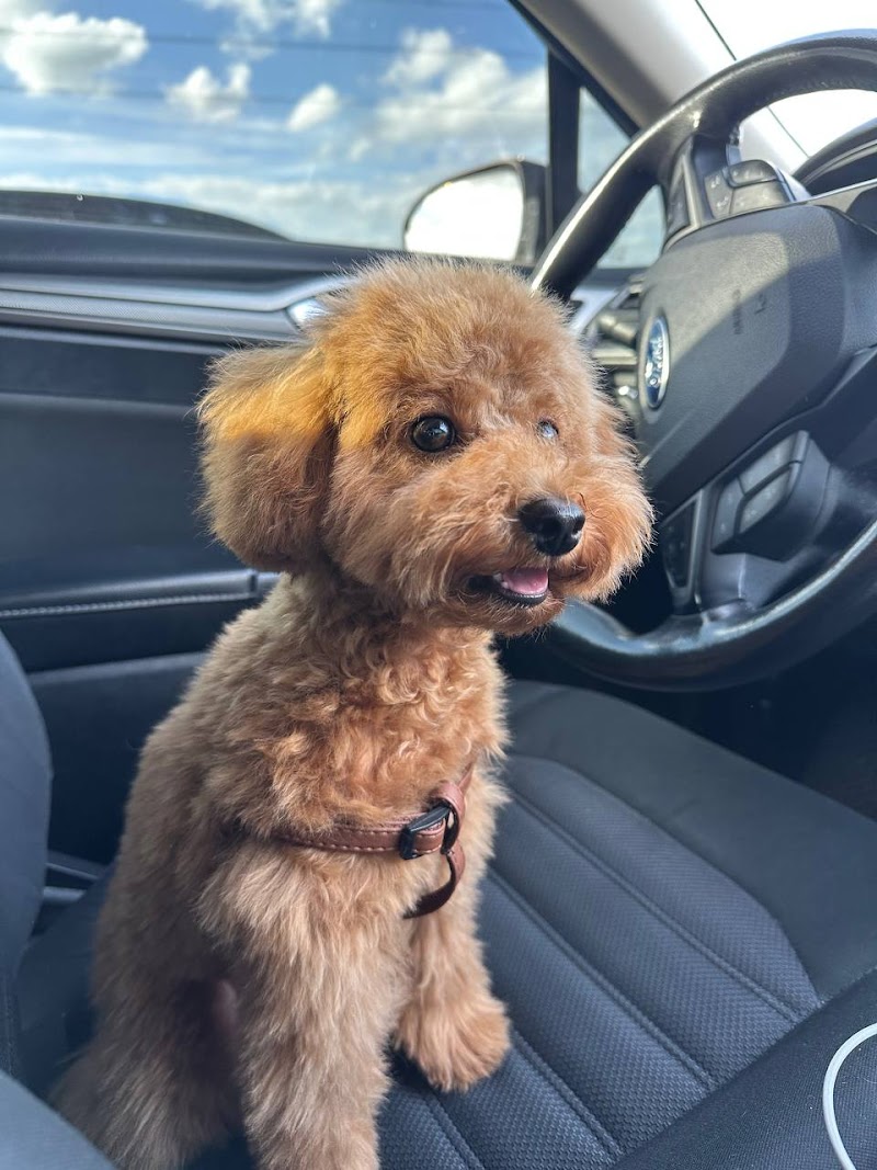 Barber Pet Grooming Salon