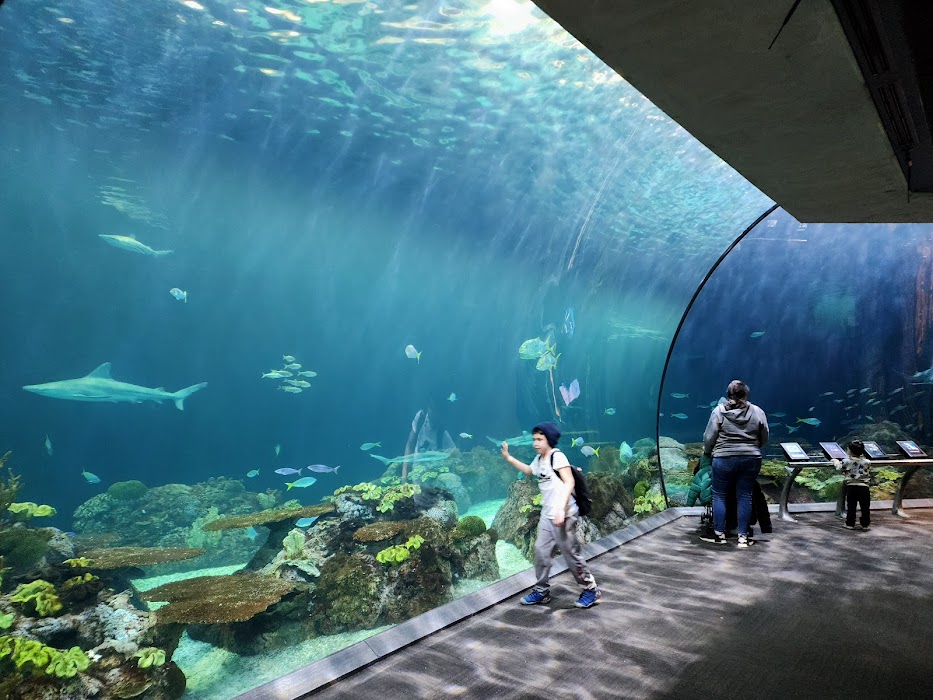 Shedd Aquarium fotoğraf 1