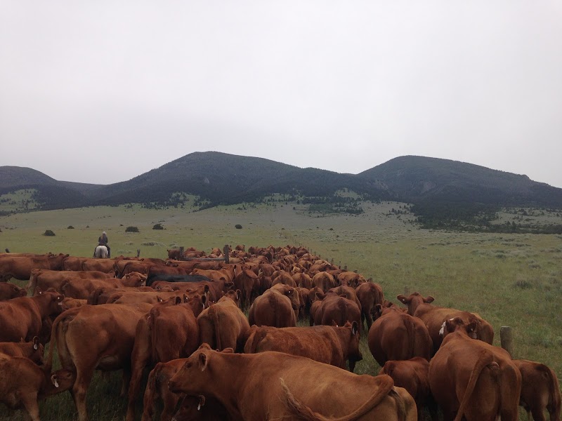 Hidden Hollow Hideaway Cattle & Guest Ranch - Photo 1