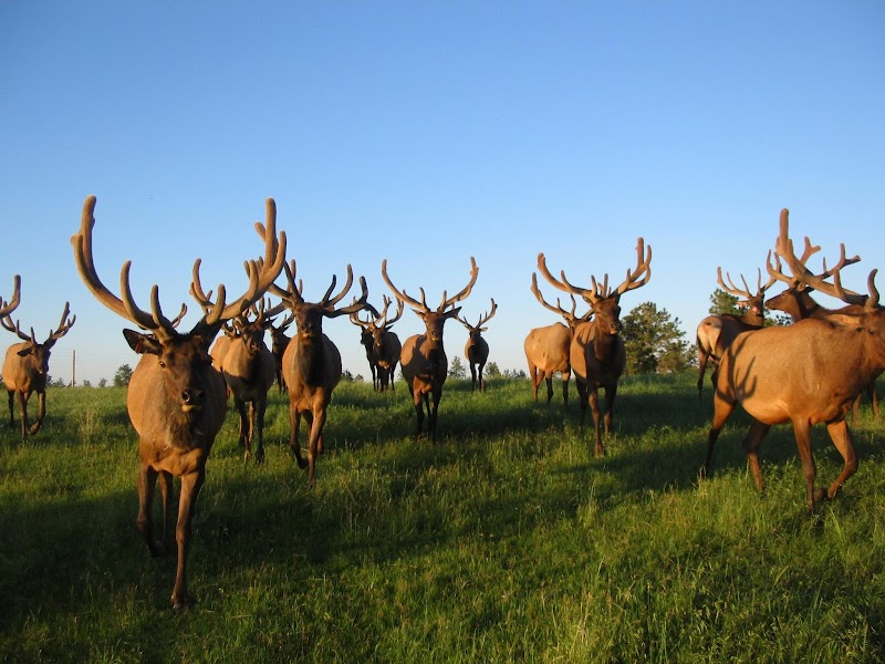 Heartland Elk Hunt - Photo 2