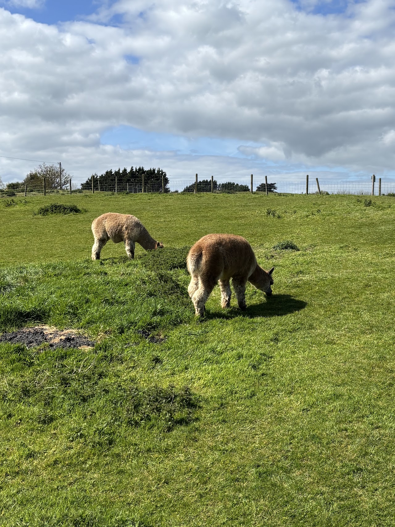 Blackwater Open Farm