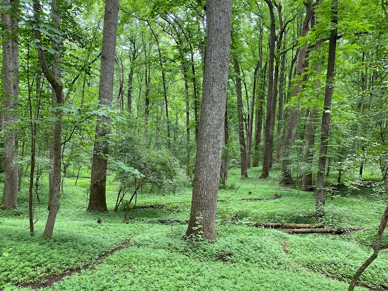 Patapsco Valley State Park- McKeldin Area photo 4