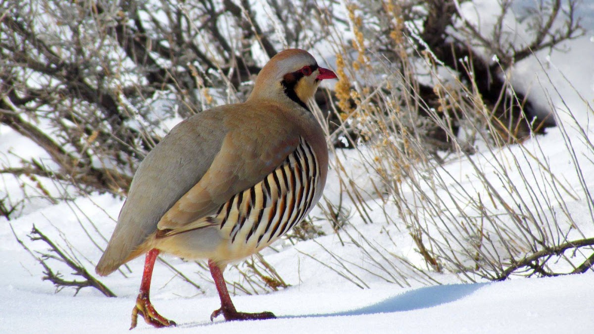 Midwest Gamebirds and Shooting Preserve