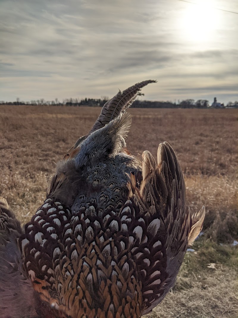Midwest Gamebirds and Shooting Preserve - Photo 3