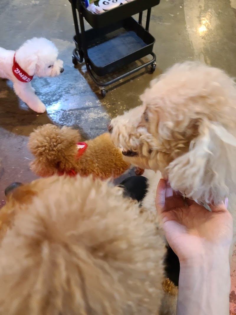젠틀펫 사진 7