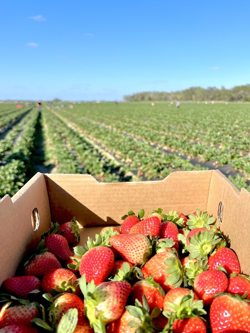 Southern Hill Farms - Photo 5