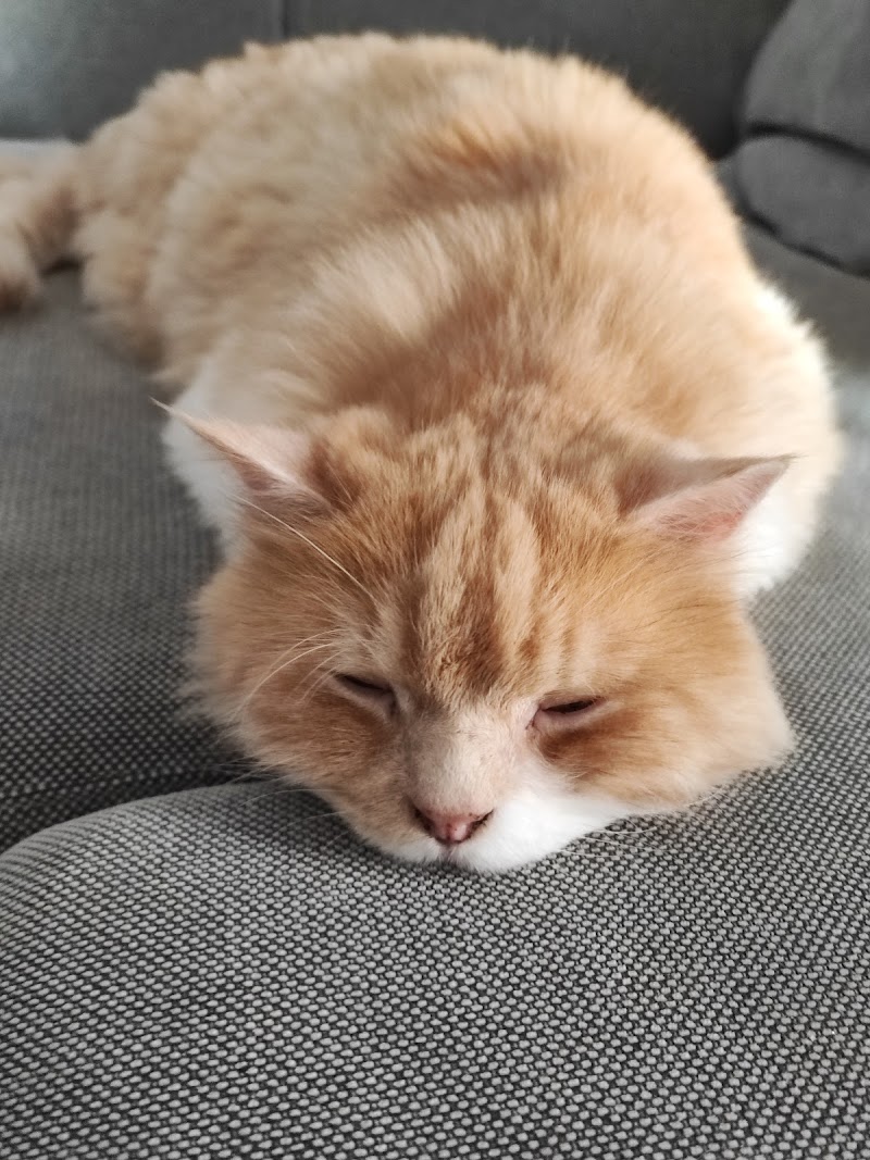 TODOCAN CENTRO VETERINARIO