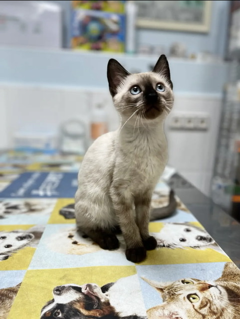 Centro Veterinario del Carmen