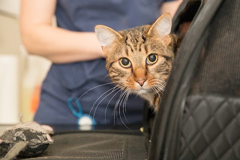 Avon Lodge Veterinary Group - Knowle in Bristol