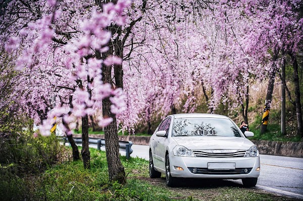 Cherry Blossom 🌸 42