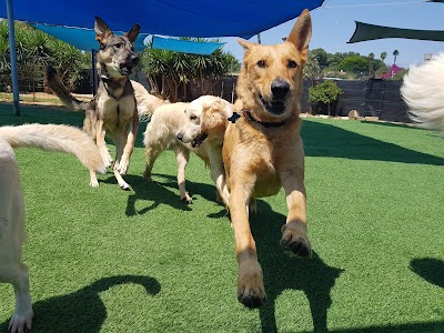 האוליווד Howlywood