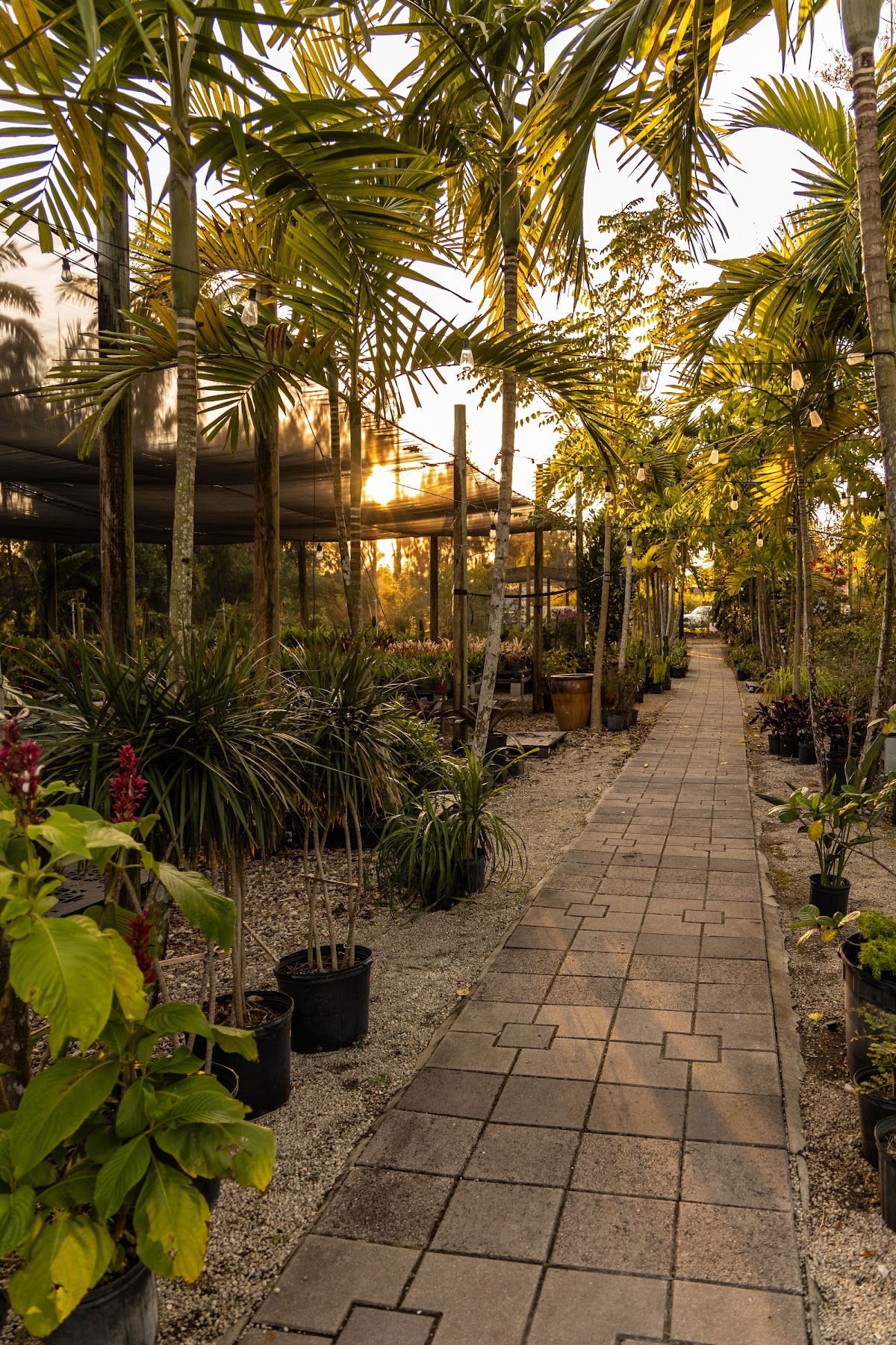 The Bamboo Gallery: Google Places image 4
