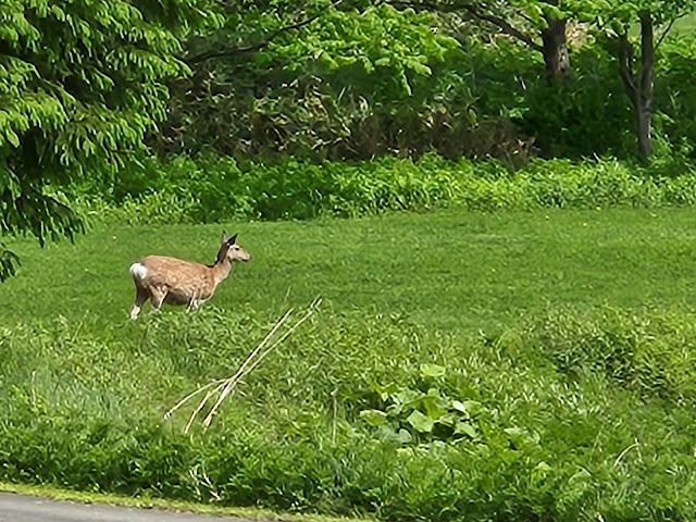 Sorachi River Lavender Forest Golf Course - Photo 7