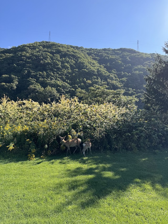 Sorachi River Lavender Forest Golf Course - Photo 6