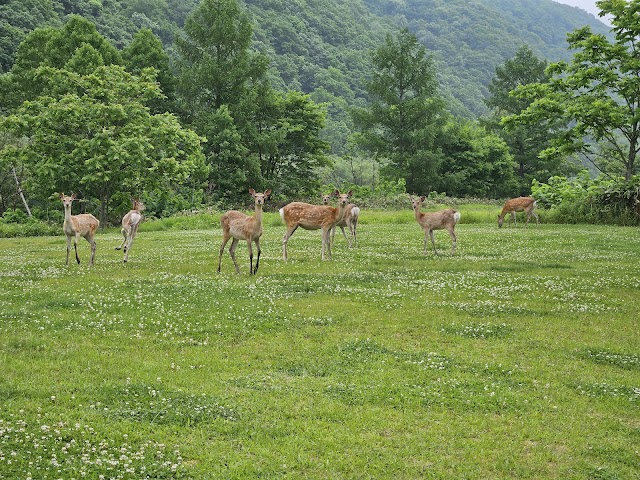 Sorachi River Lavender Forest Golf Course - Photo 4