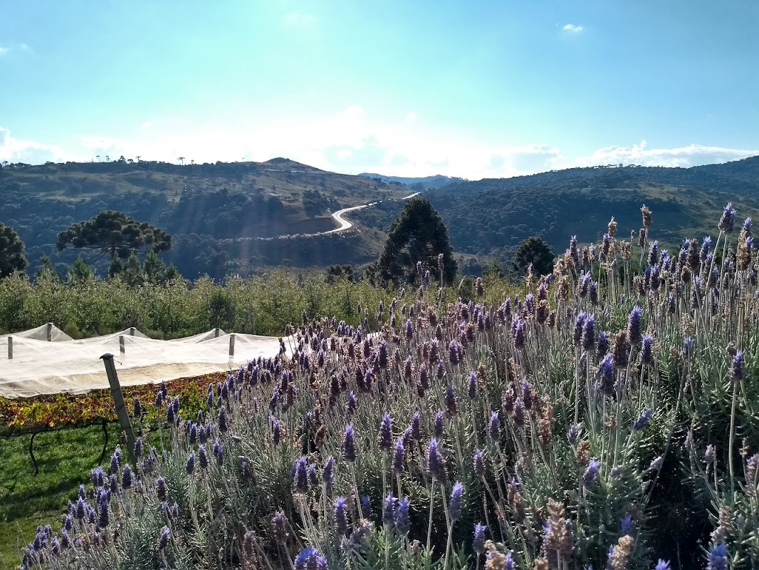 Vinhedos do Monte Agudo