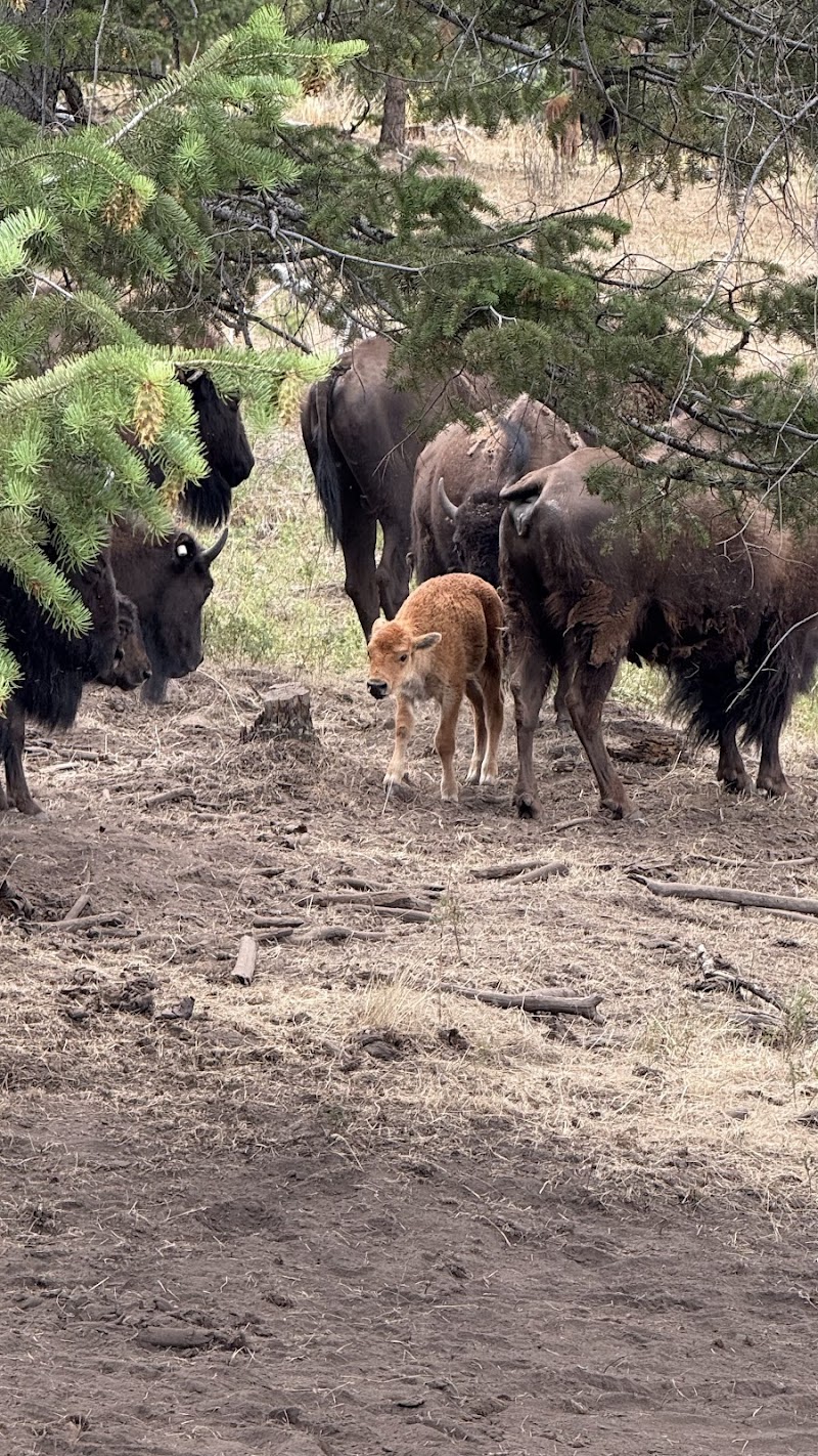 The Hightail Ranch - Photo 6