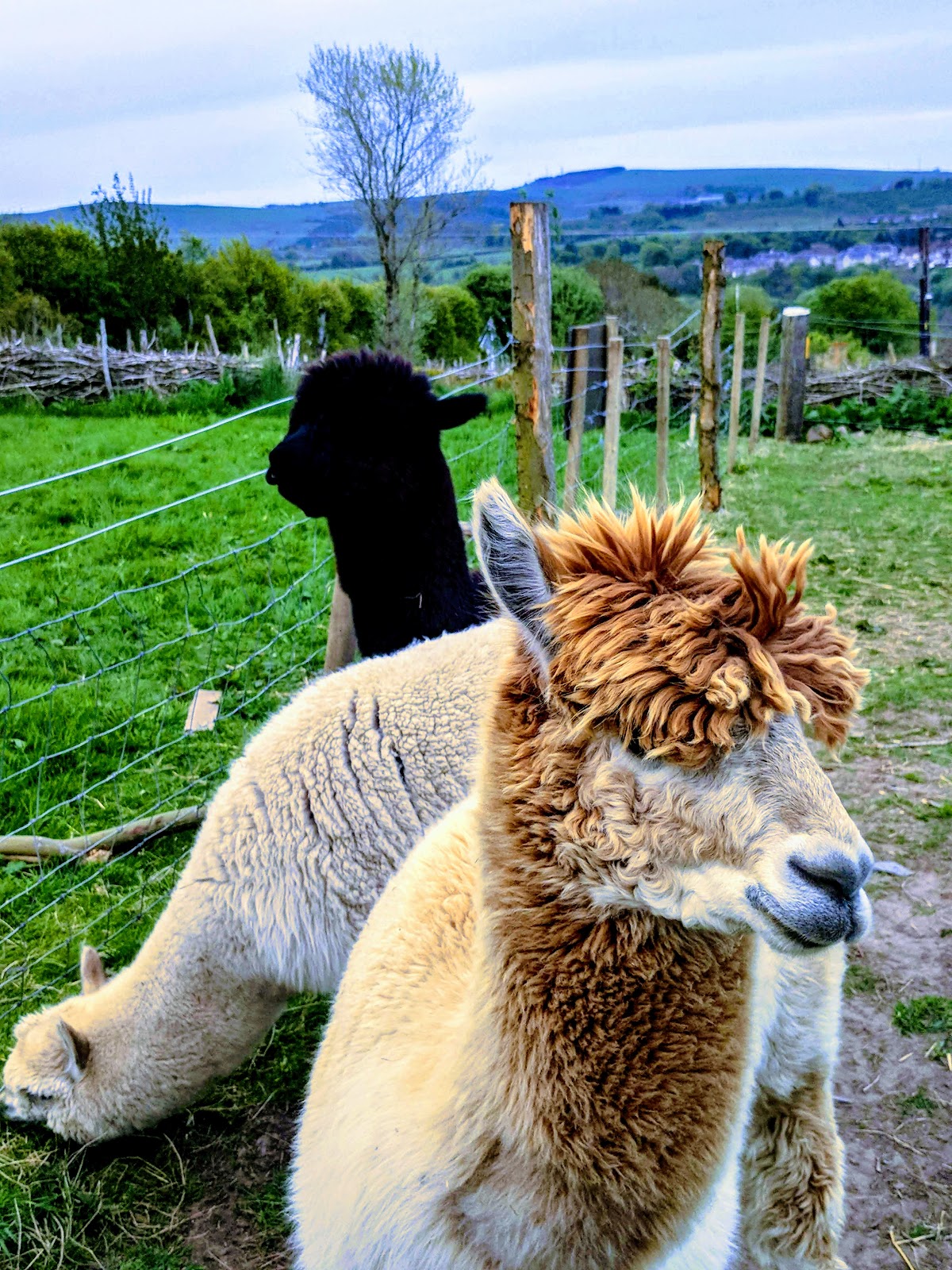 ISKCON Scotland & Krishna Eco Farm — 3
