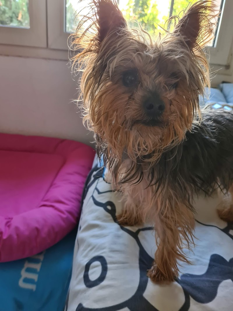 Clínica Veterinaria Miguel Cabello