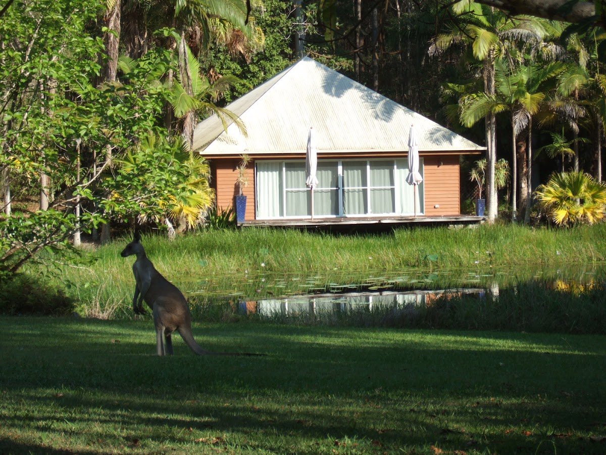 Suncoast Healing & Yoga
