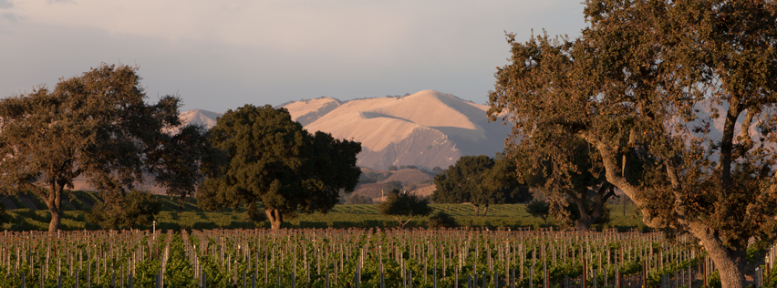 Firestone Vineyard