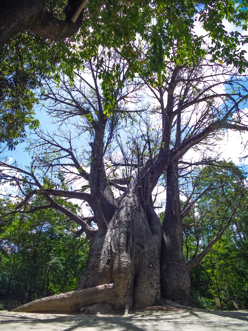 Jardim do Baobá