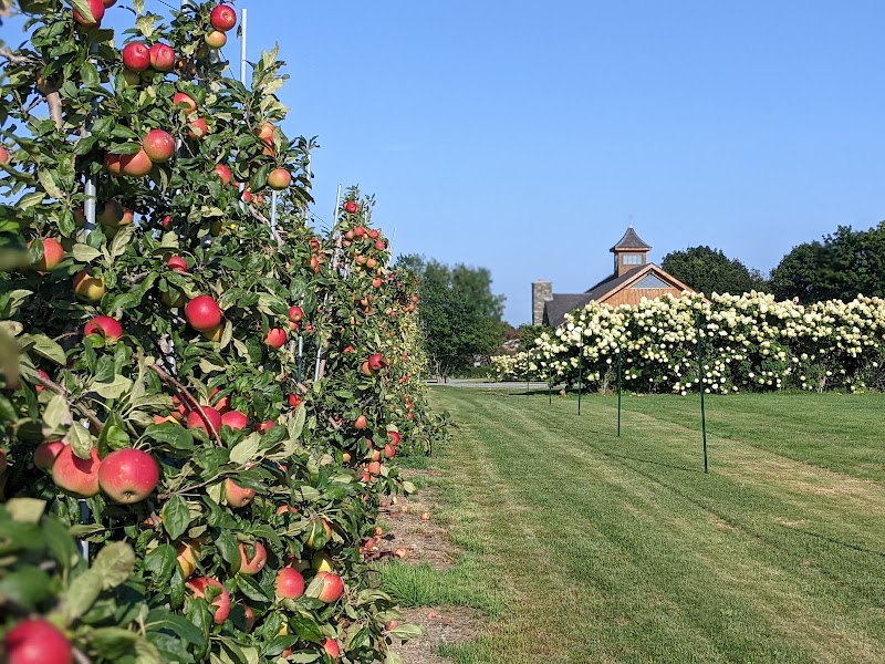 Sweet Berry Farm photo 4