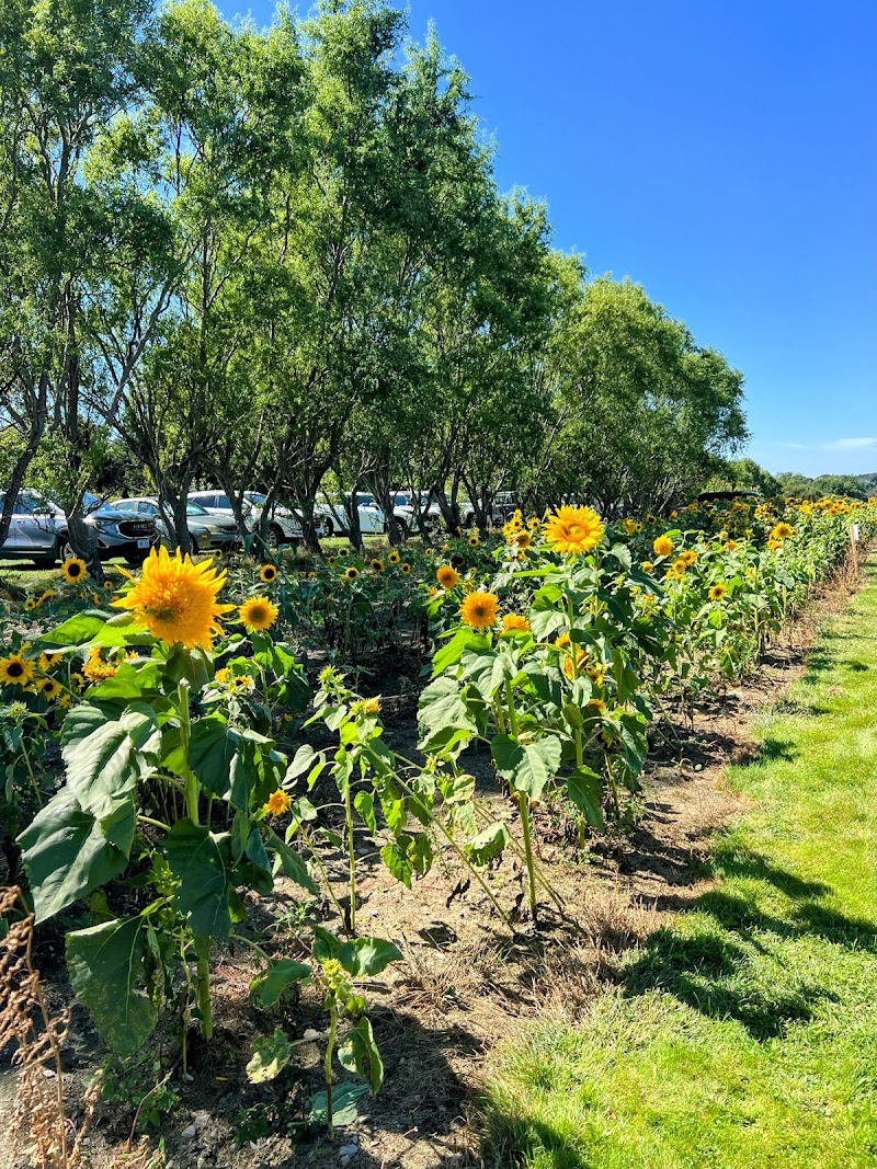 Sweet Berry Farm photo 2