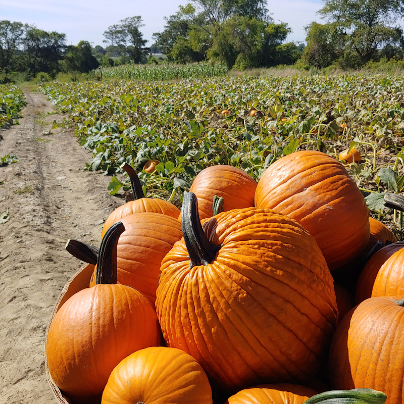 Sweet Berry Farm photo 3