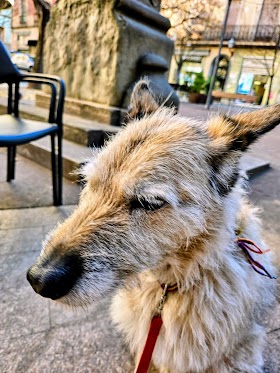 Centre Veterinari Plaça Catalunya