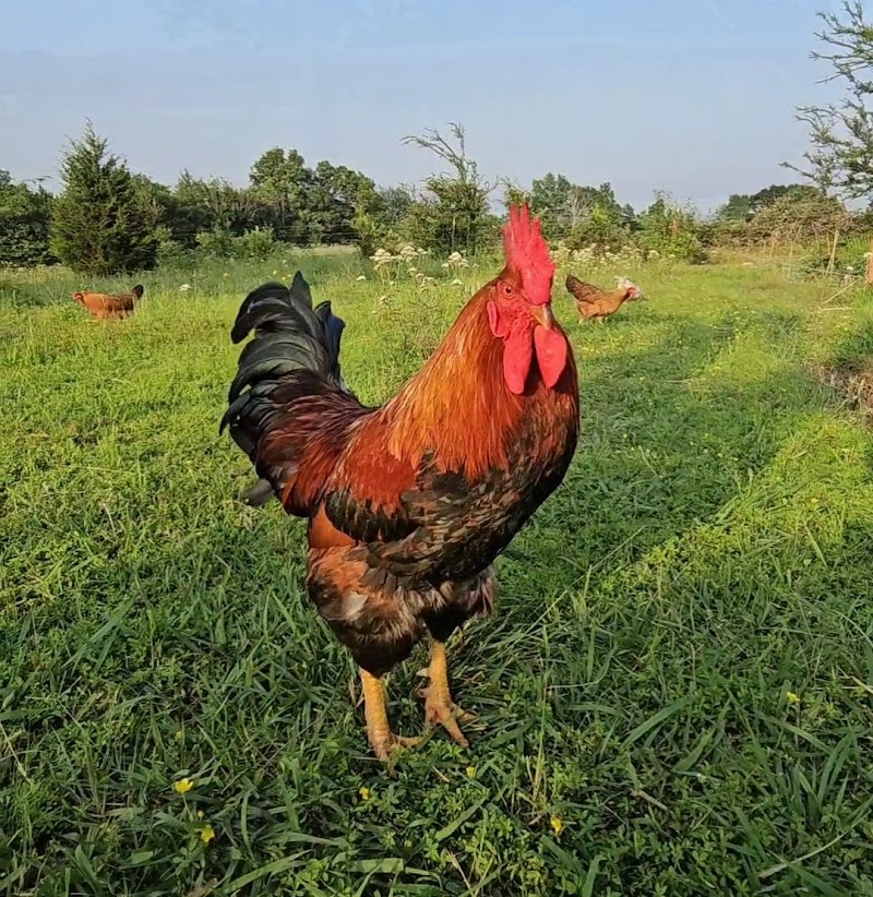 Blue Mountain Farm - Photo 5
