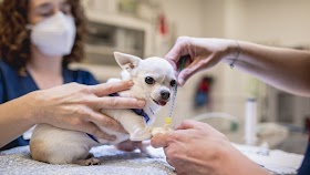 Clínica Veterinaria Zoo