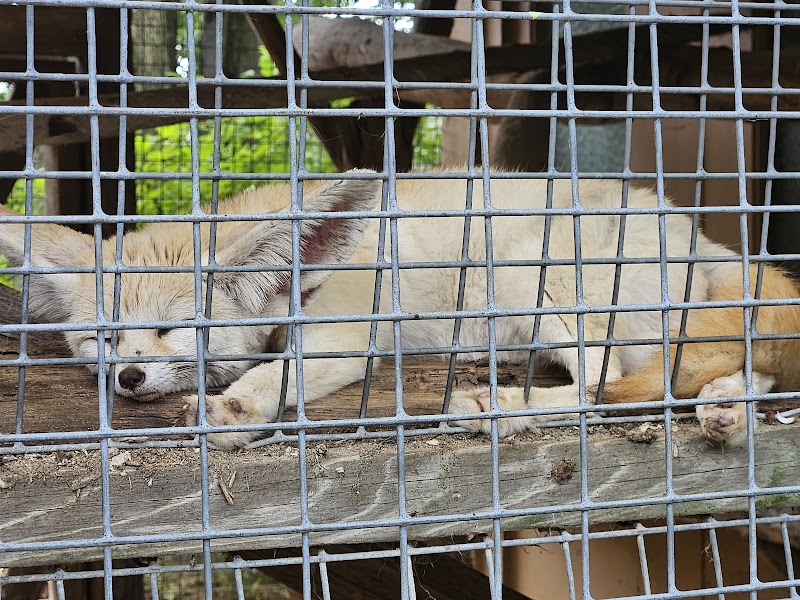 Lupa Game Farm Inc - Photo 2