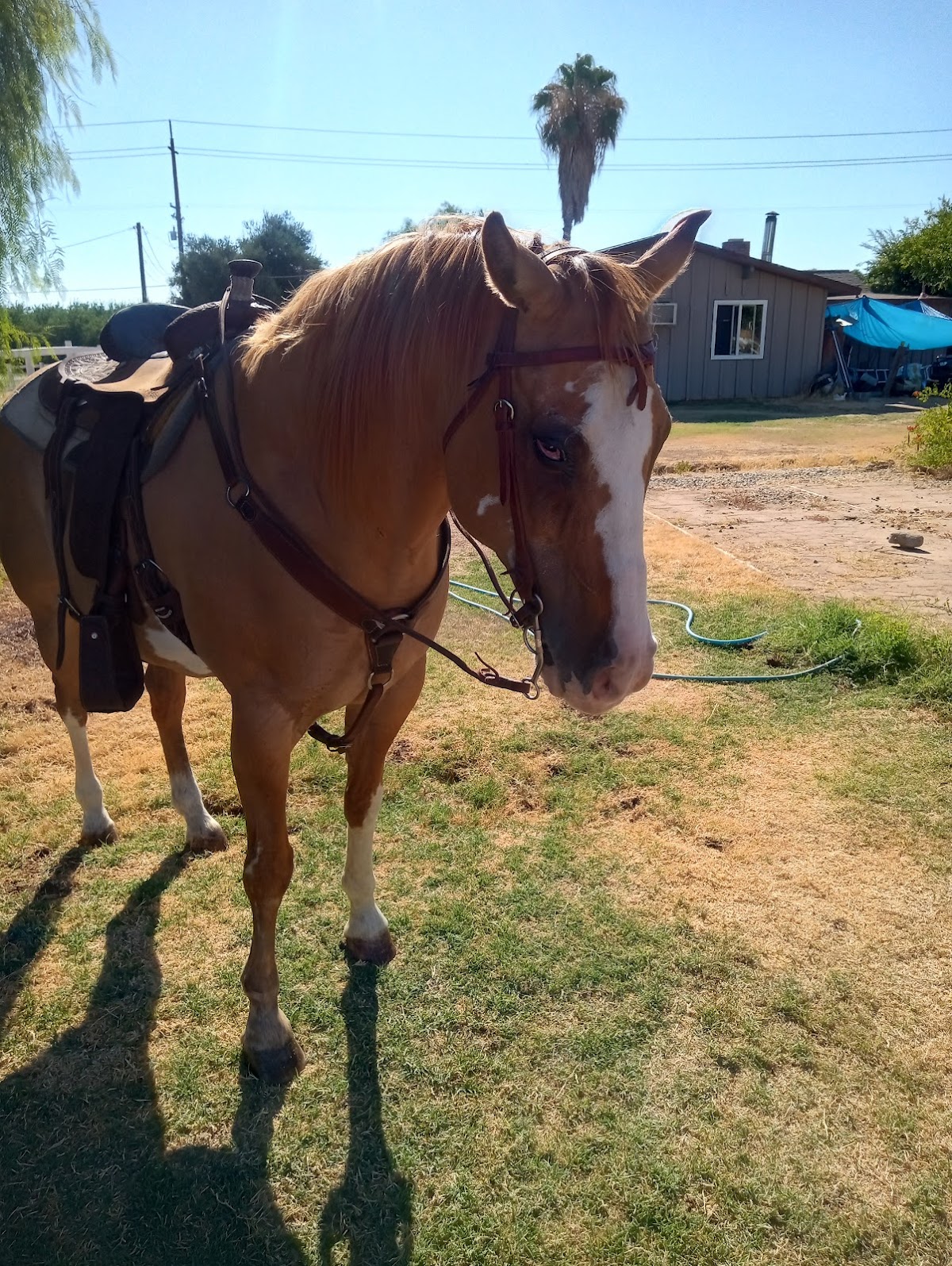 PRUNTY RANCH