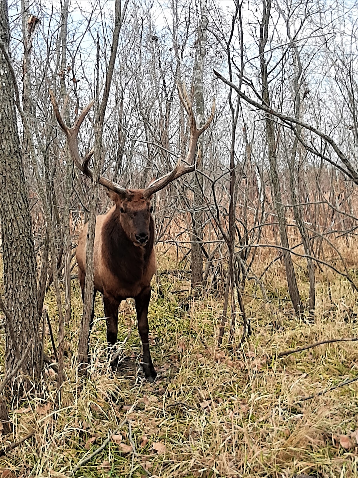 CROW RIVER WHITETAILS