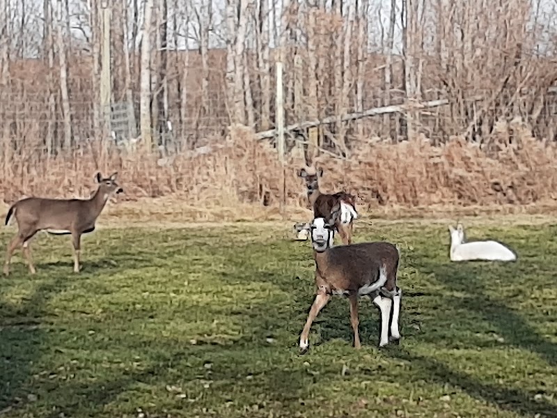 CROW RIVER WHITETAILS - Photo 2