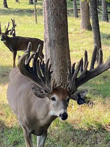 Liberty Ranch "The Oaks" Sportsman's Club LLC