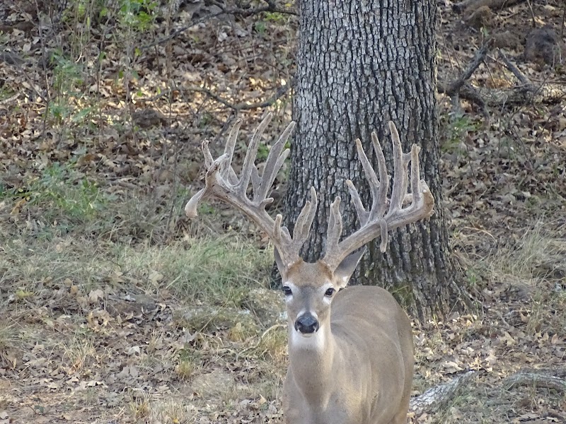 Squaw Mountain Ranch - Photo 5